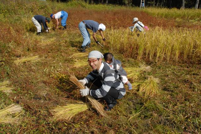 09稲刈りする尚幹さん