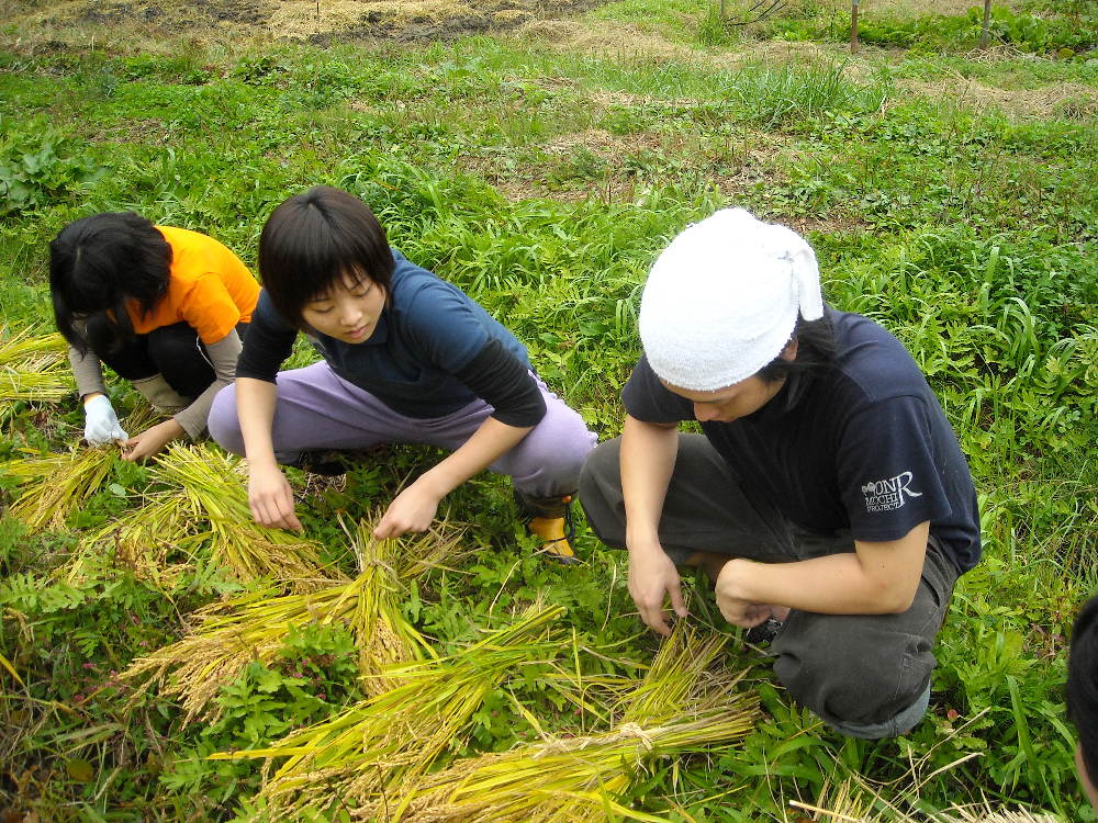 2010稲刈りその2