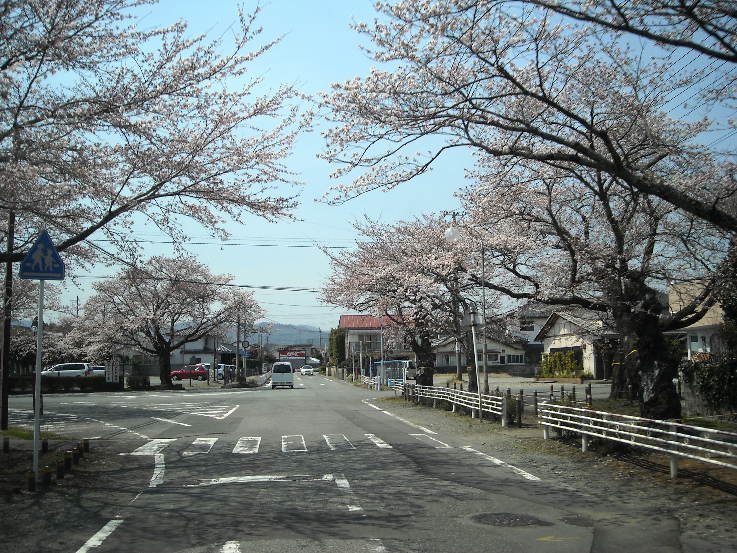 2011年夜ノ森の桜