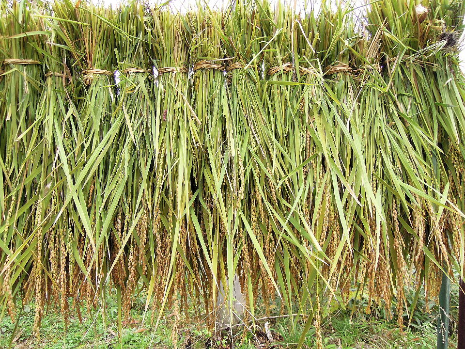2011もぐりで収穫した米