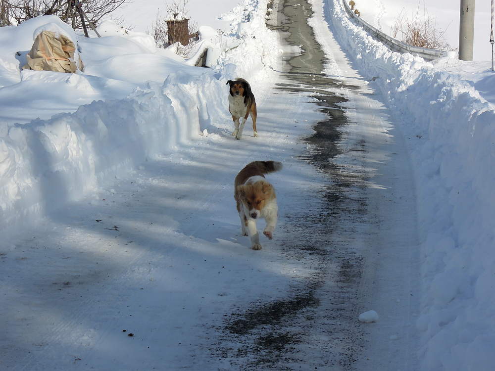凍結路をあるく犬