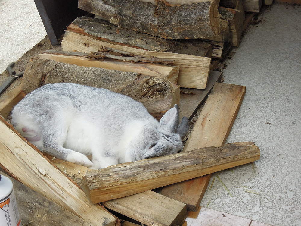 セシウムの薪で寝るうさぎ