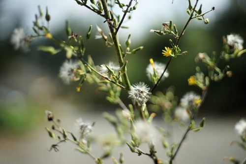 1409ミノルタ45ミリで撮りました