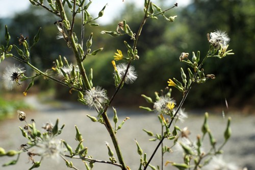 1409ミノルタ45ミリで撮りました