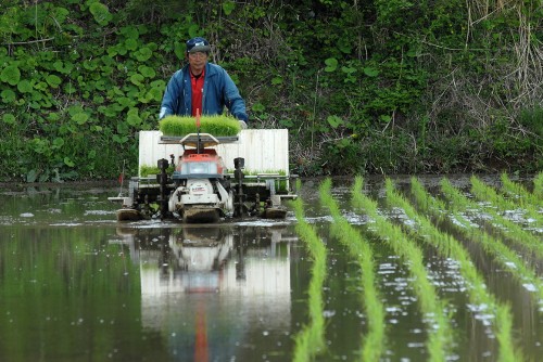 1409すけさんの田植え