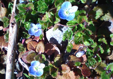 おおいぬのふぐり