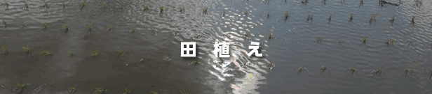 09田植えキャッチ