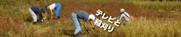 2009テレビと稲刈り