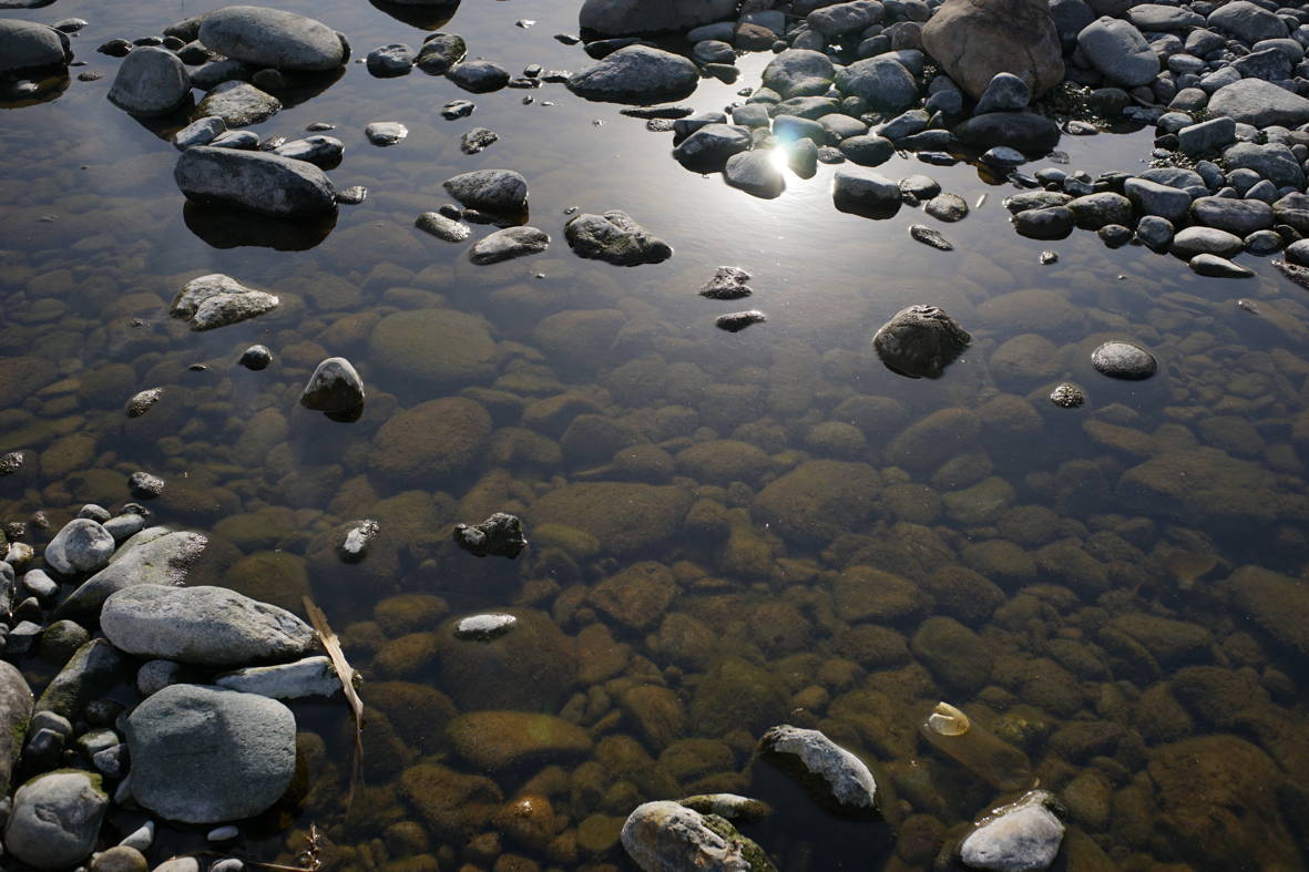 1503相模川の水たまり