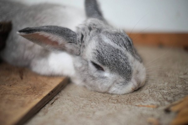 1504タクマー50mmとウサギ