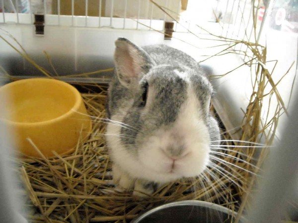 1004最初のすみれ