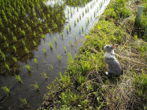 1006タンボの見回りのすみれ