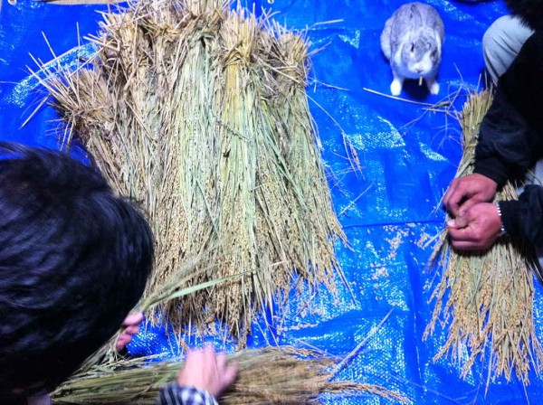 1111やみ米の収穫