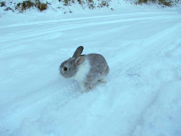 1201雪の上のすみれ