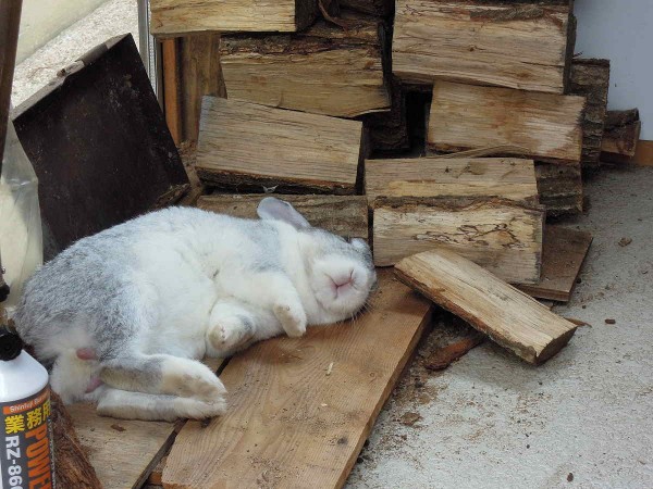 1211ひっくり返ったすみれ