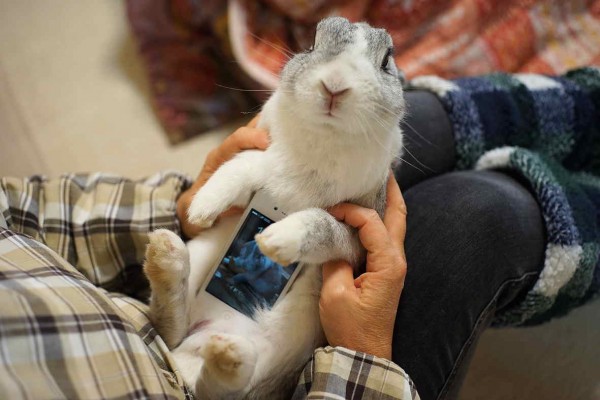 1410スマホケースのすみれ