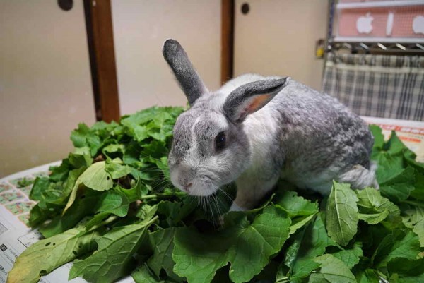 1511ダイコンとすみれ