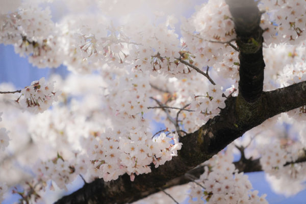 2020夜ノ森の桜
