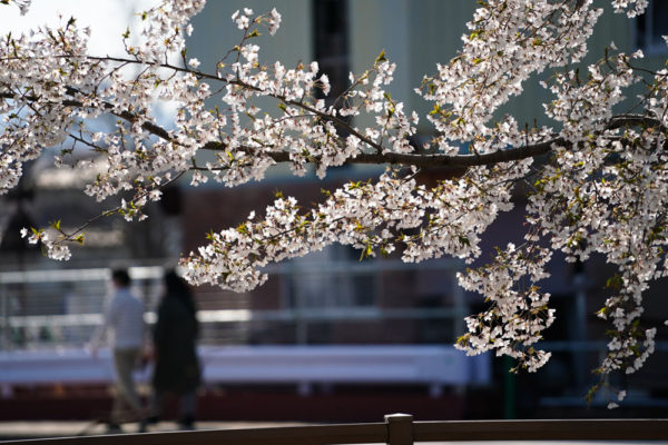 2020リフレ富岡の桜