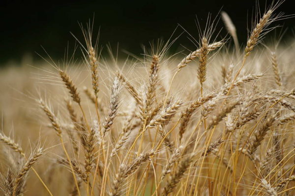 2021年モデルの小麦